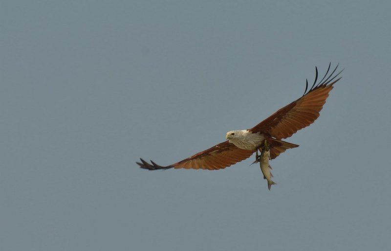 Браминский коршун фото превью