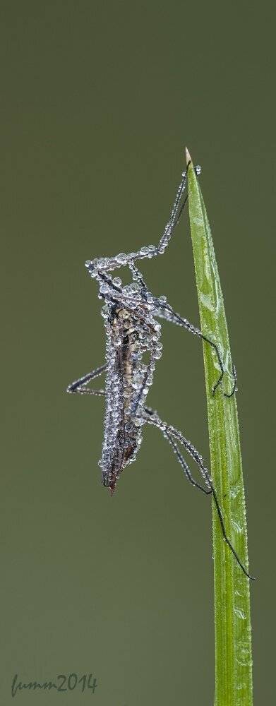 , Игорь ФУММ