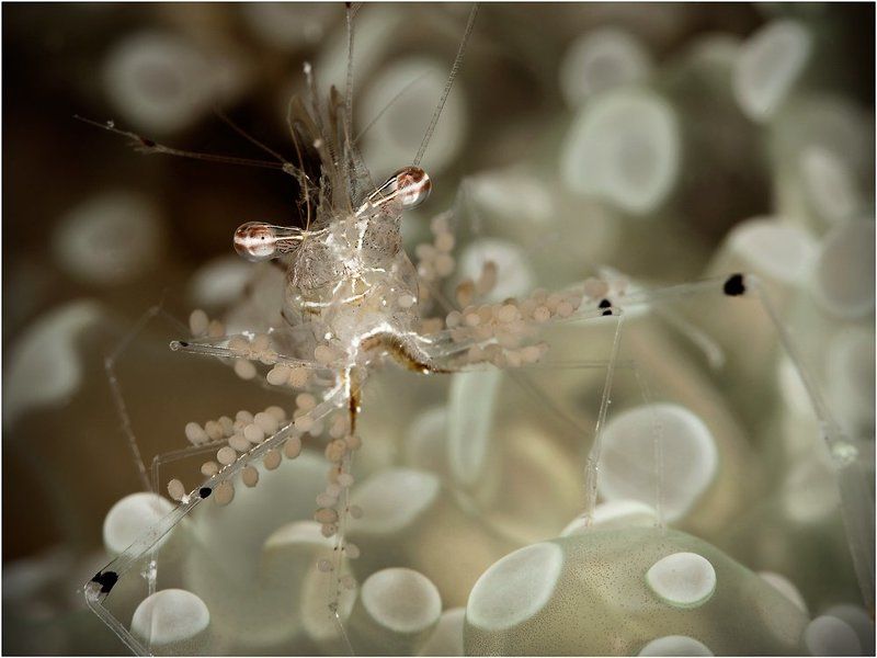 Теперь и вы знаете как они вынашивают свою икру фото превью