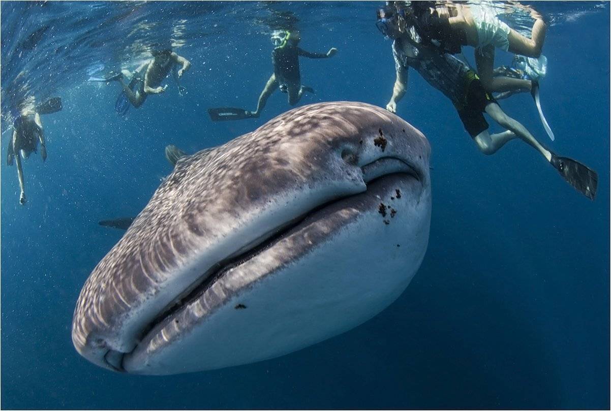 мальдивы, китовая акула, снорклинг, Сергей Гаспарян