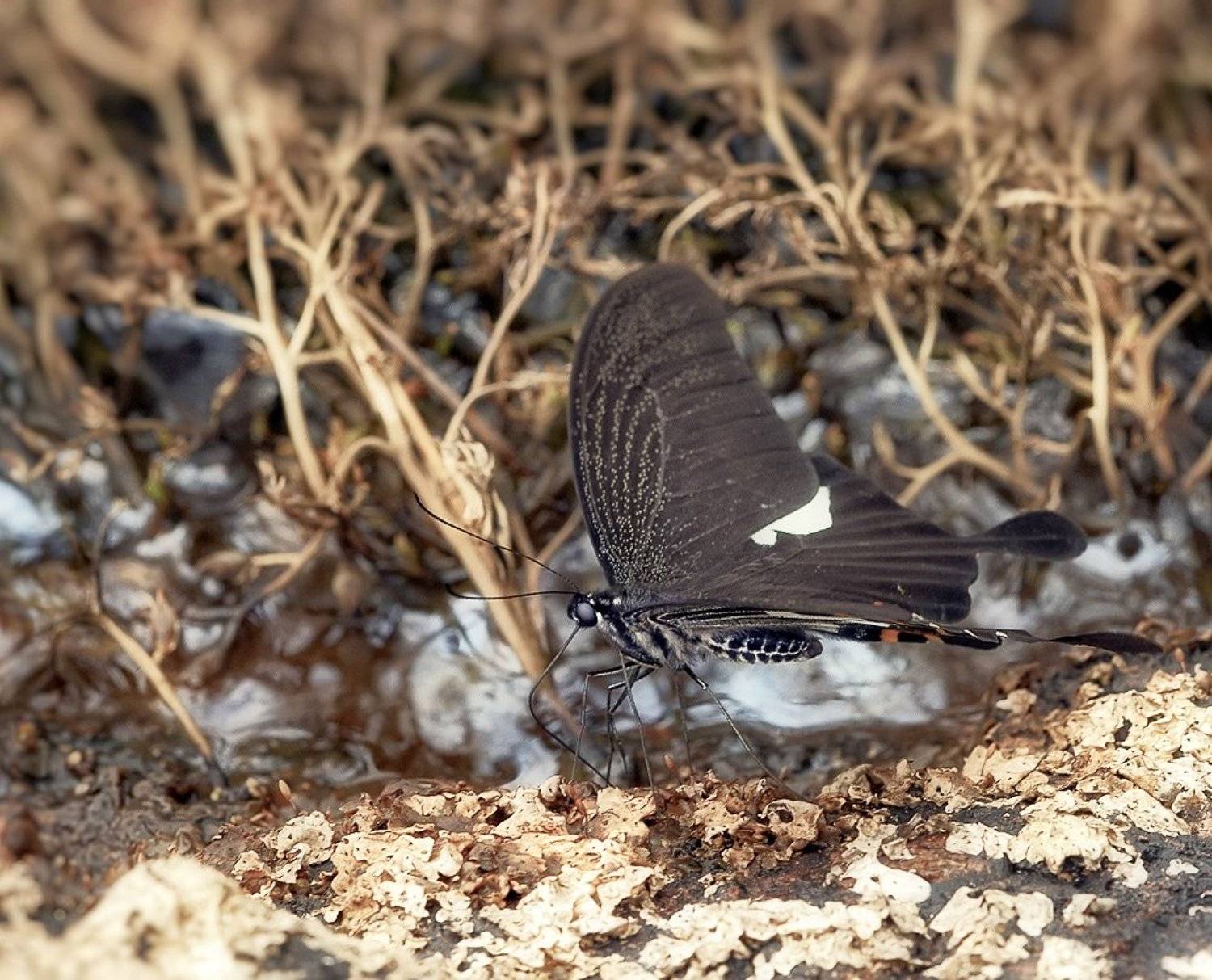 Butterfly, Closeup, Insect, Lao, Laos, Macro, Бабочка, Лаос, Макро, Alexey Gnilenkov