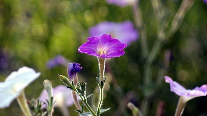 p фото превью