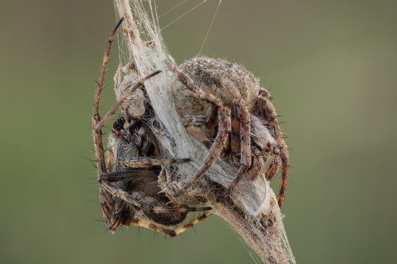 Парочка фото превью