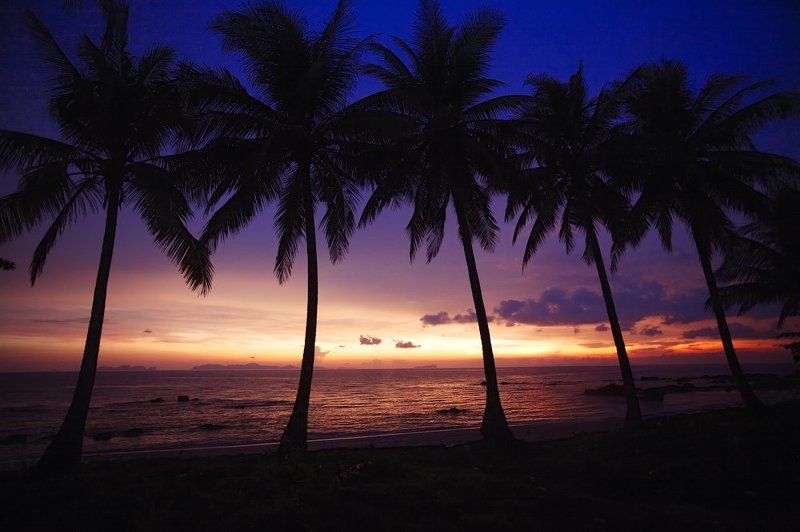 Palms фото превью