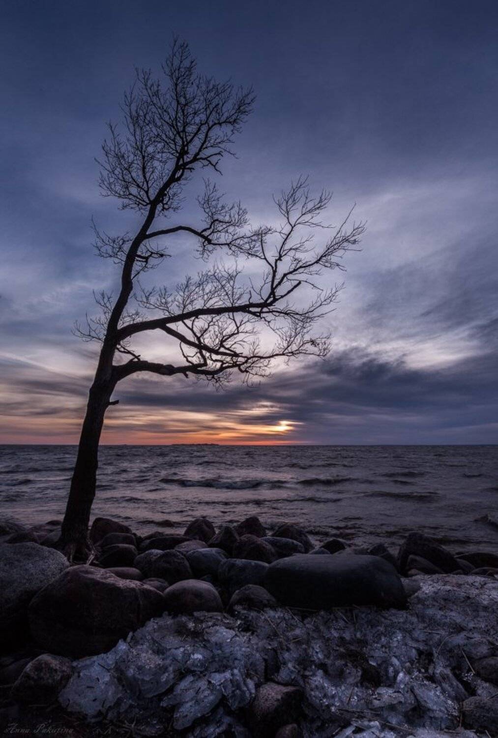 , Анна Пакутина