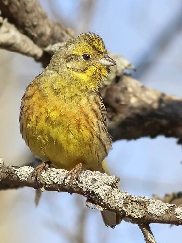 Emberiza citrinella