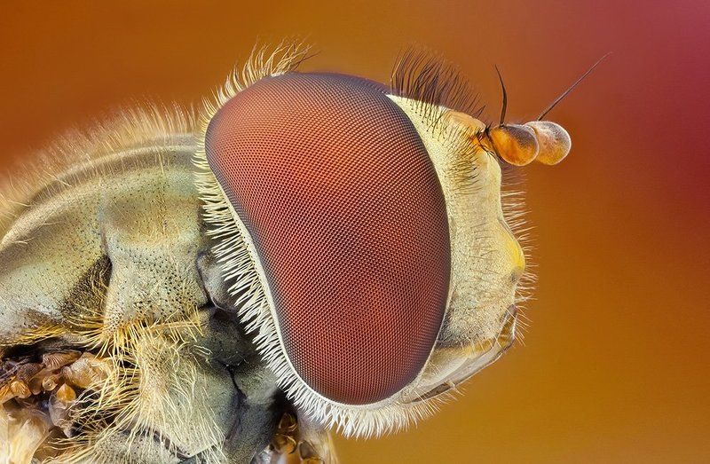 :) фото превью