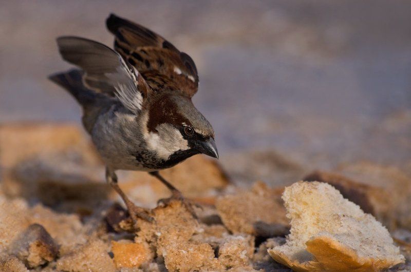 Воробьиные истории фото превью
