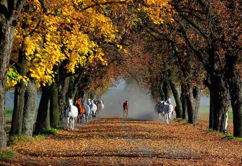 Oсень фото превью