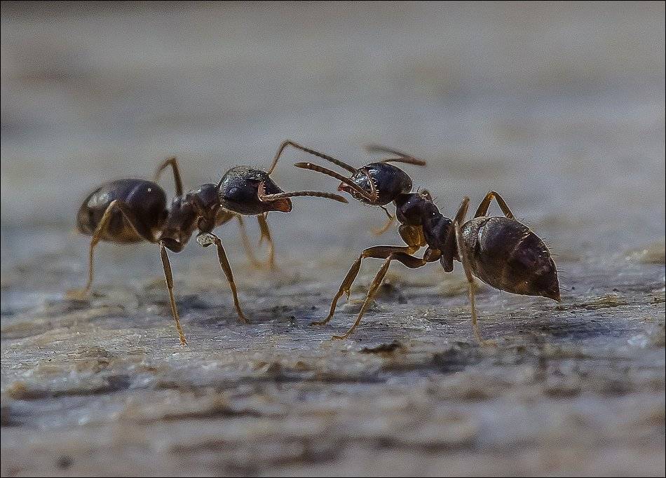 , Бурлов Андрей