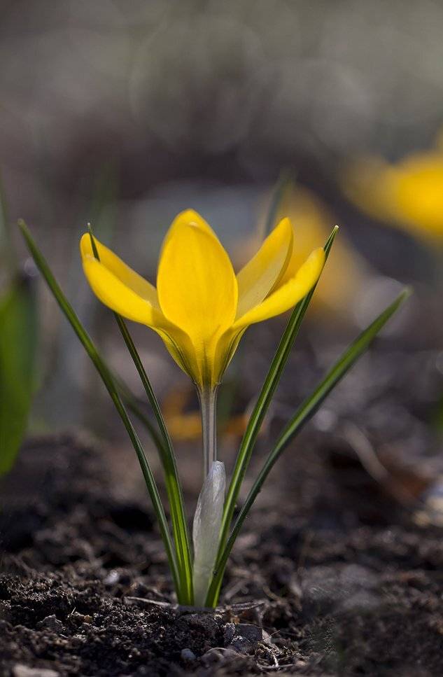 , Иваненко Светлана