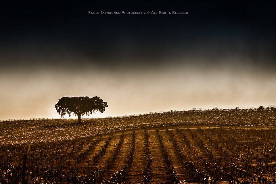 , Paulo Mendon&ccedil;a