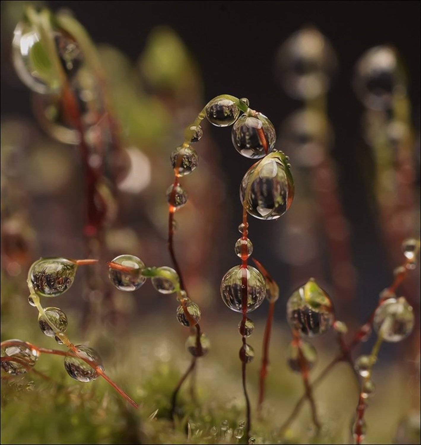 Весна, Капли, Мох, Андрей Осокин