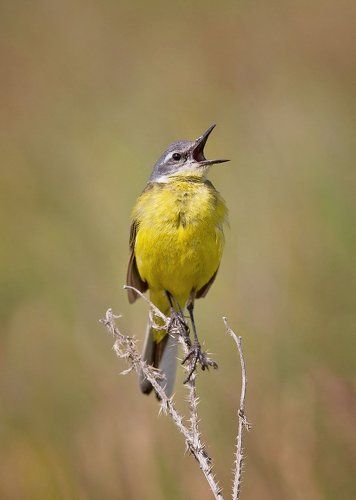 поющий лимончик