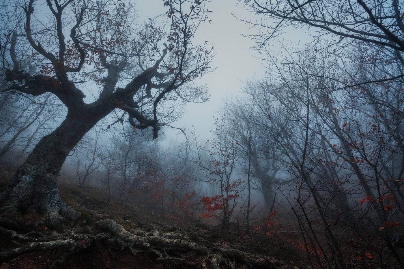 Готика, Демерджи, Осень, Туман, Андрей Уляшев (Mercand)