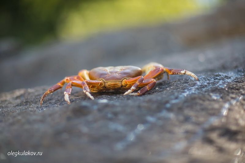 )|( фото превью