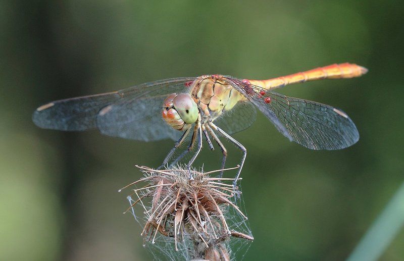 Ветеран ВВС фото превью
