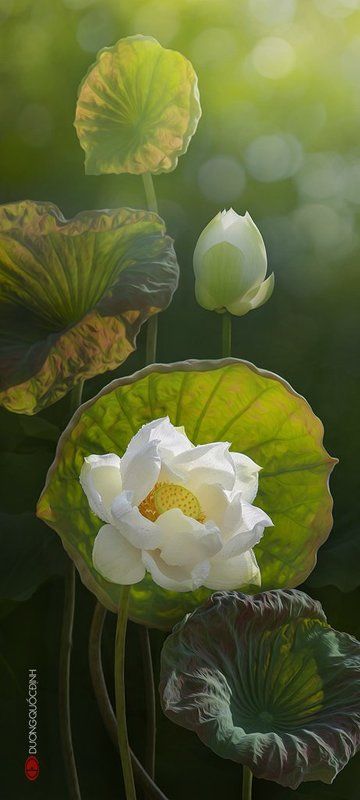 Lotus фото превью