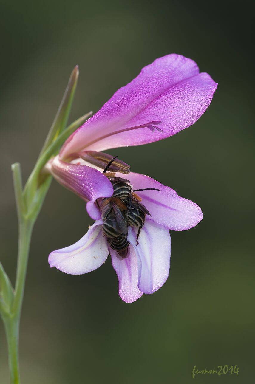 , Игорь ФУММ