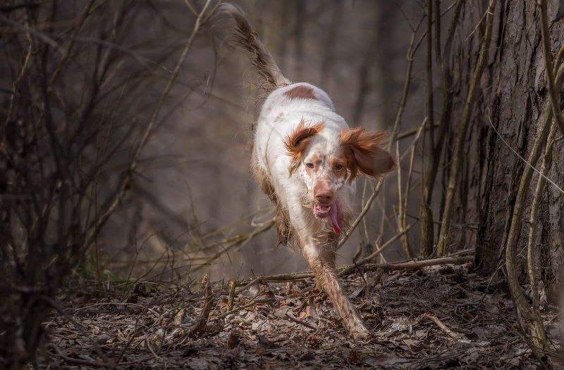 Английски сеттер, Охота с английским сеттером, Сеттер в движении, Собака в движении \\**\\ фото превью