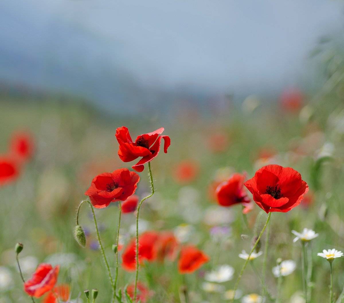 , Таня  Маркова