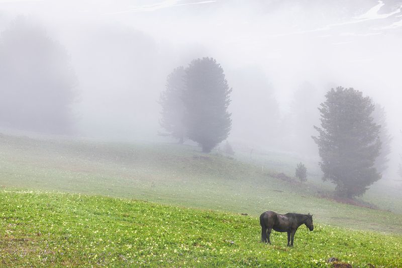 Fog in mountains фото превью