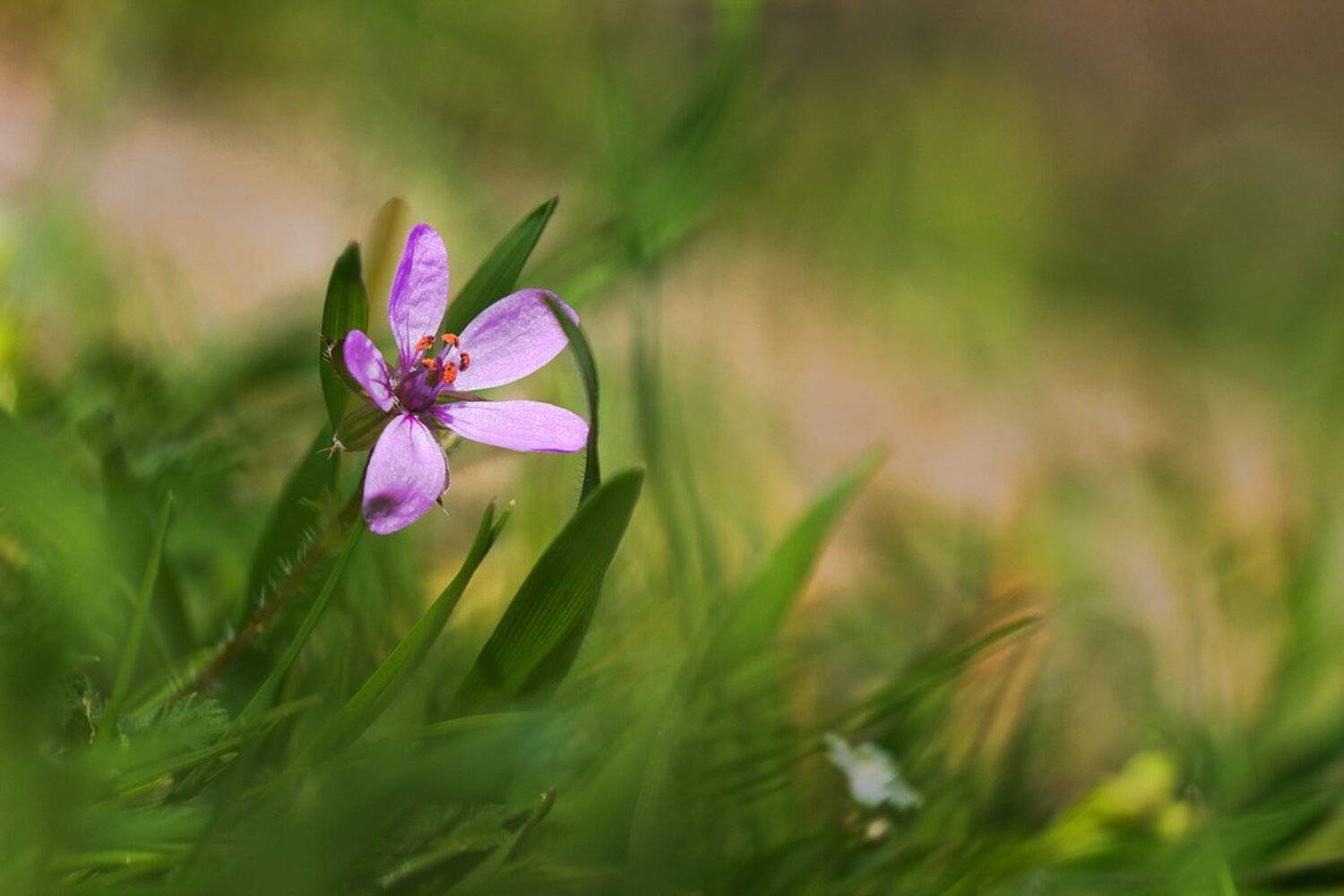 , Ирина Костова