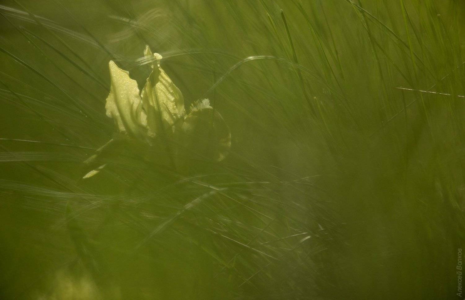 , Алексей Волков