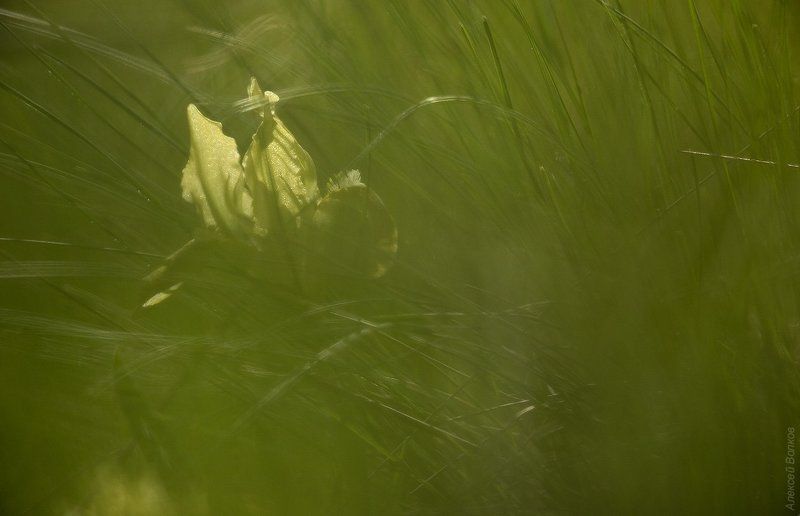 Зеленое марево фото превью