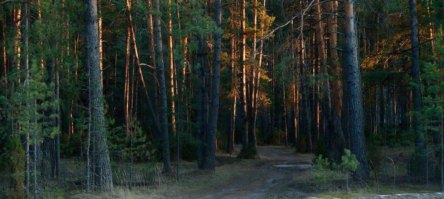 сосновый бор, весна, вечер, мещёра, рязанская область, Валерий Пешков