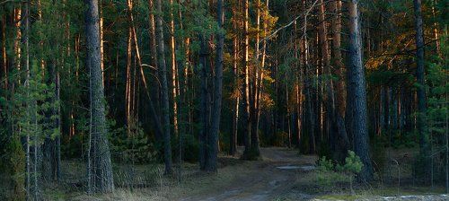 Почти летний этюд