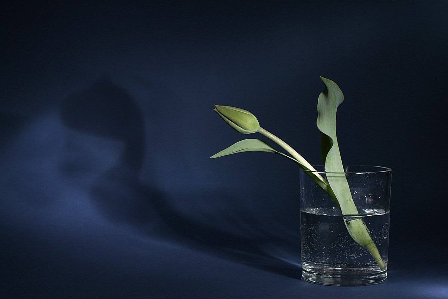 цветы, натюрморт, Svetlana Ра