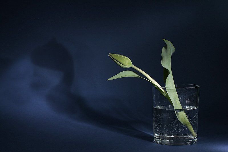 цветы, натюрморт Не так страшно, как кажется фото превью