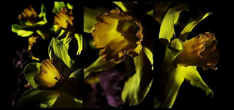 wake,nature,tryptych, Trypt фото превью