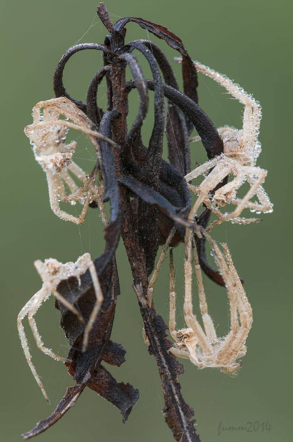 , Игорь ФУММ