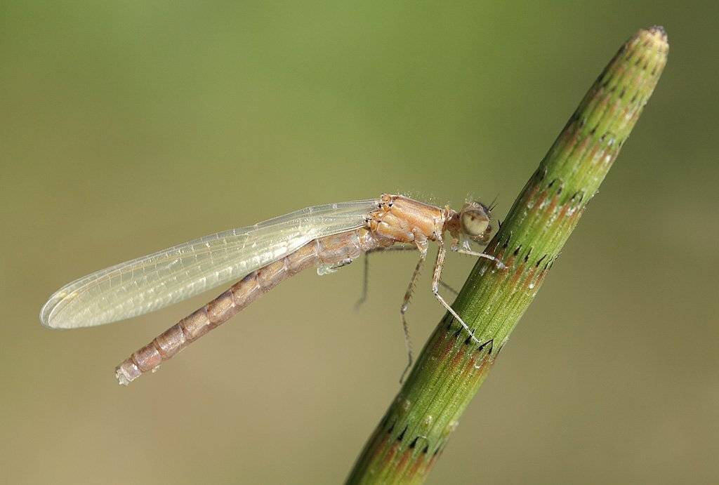 , Сергей Таланов