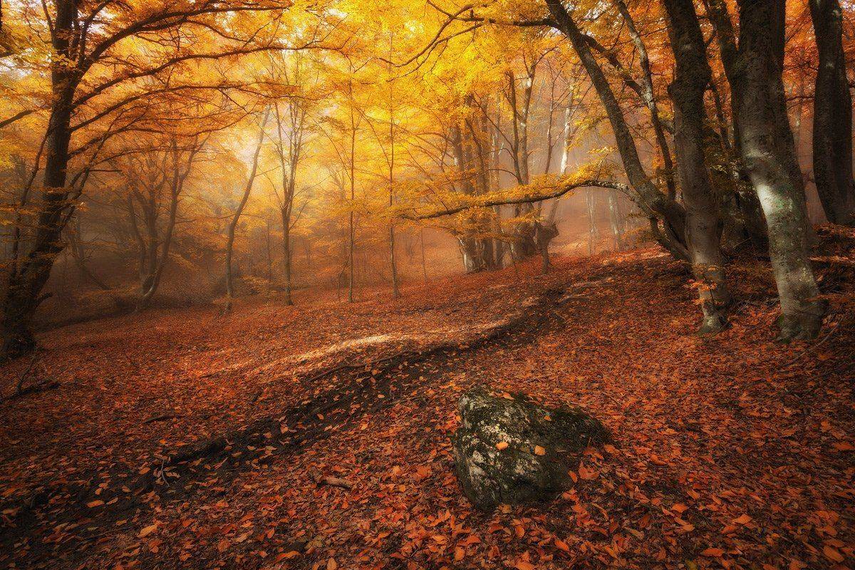 , Андрей Уляшев (Mercand)