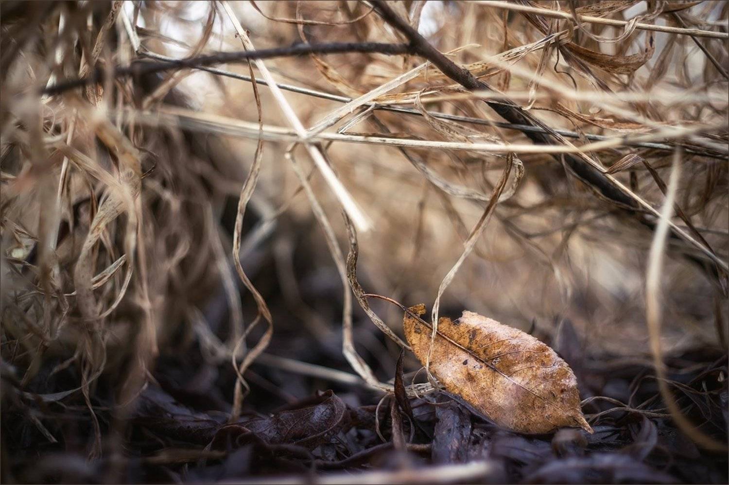 , Суханов Дмитрий