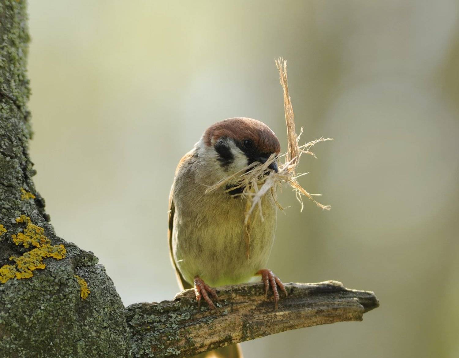 , Игорь Олейник