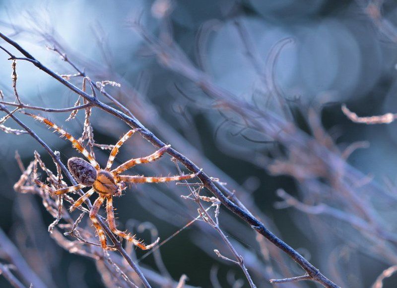 Кружевных узоров мастер фото превью