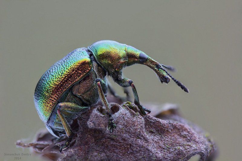 Byctiscus ... фото превью