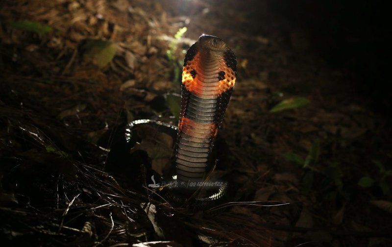 кобра фото превью