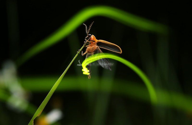 светляк фото превью