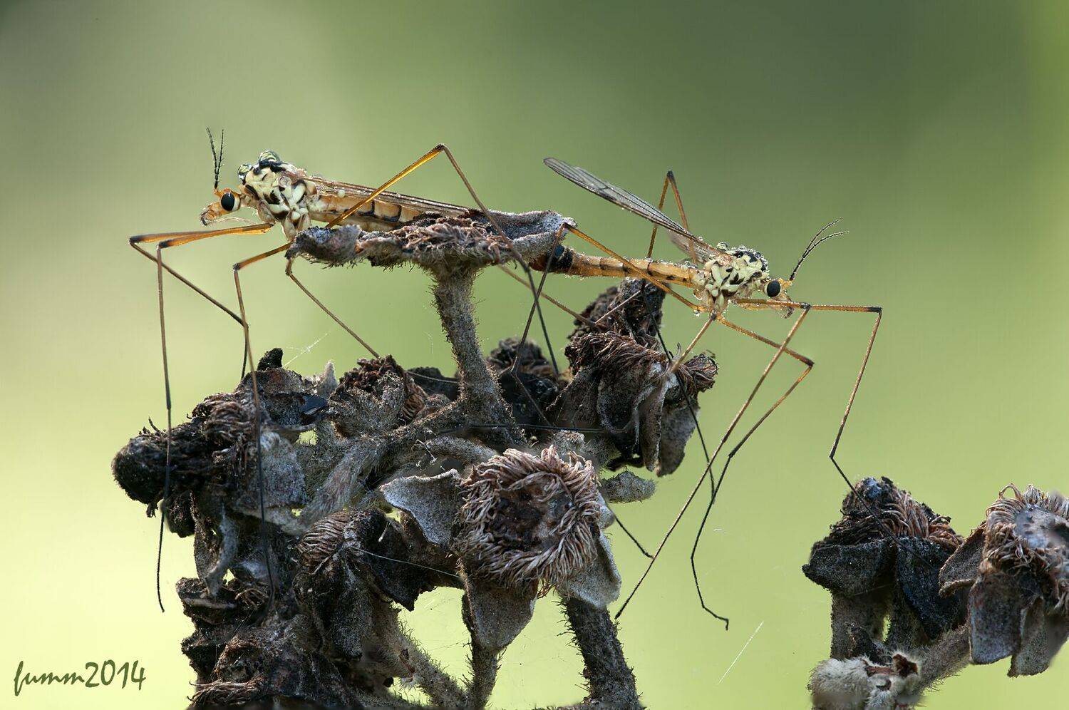 , Игорь ФУММ