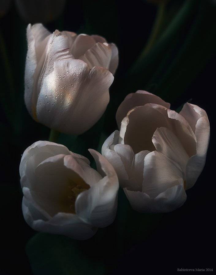 , Бабинцева Мария