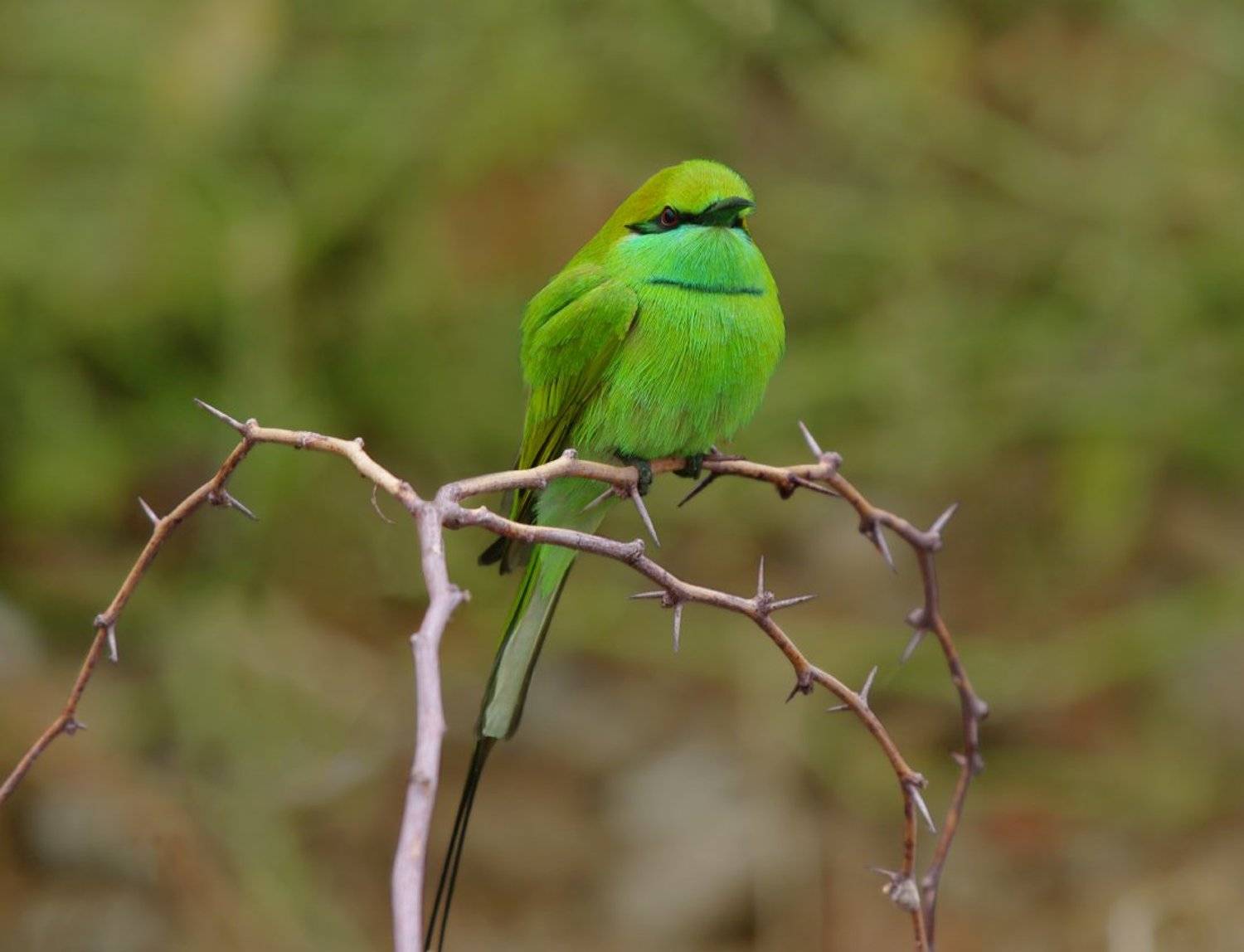 Изумрудная щурка, Сергей Волков
