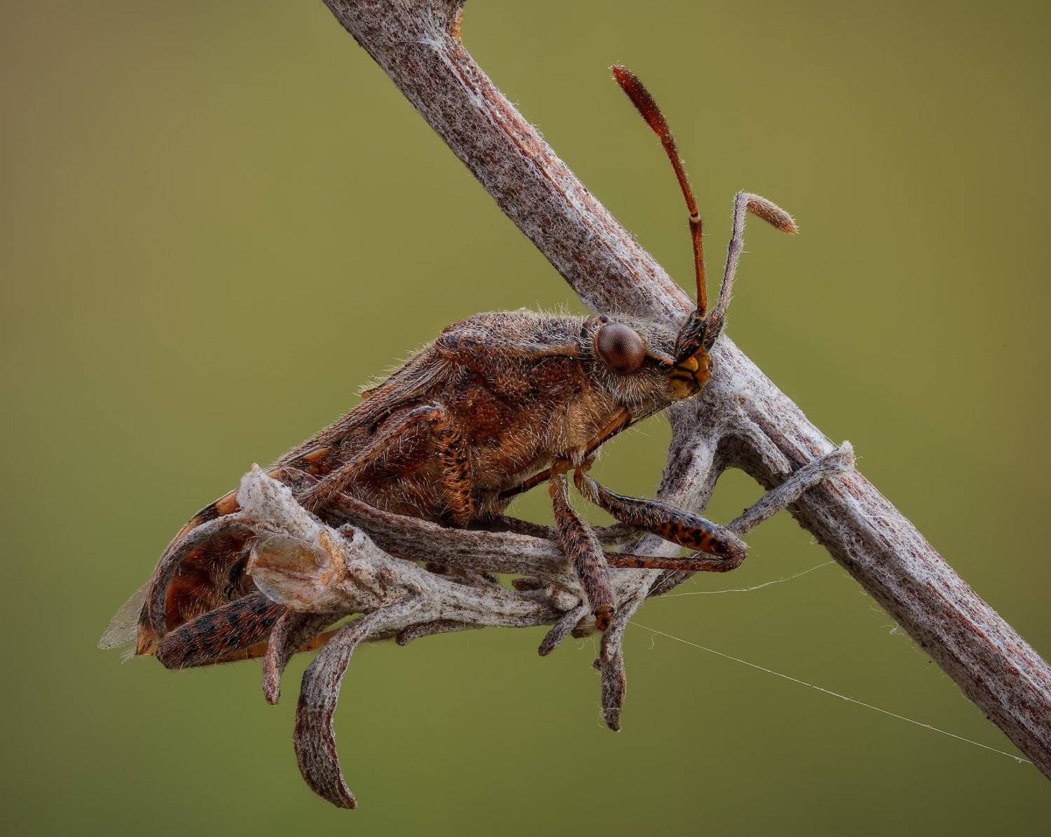 , Вадим Ходаковский