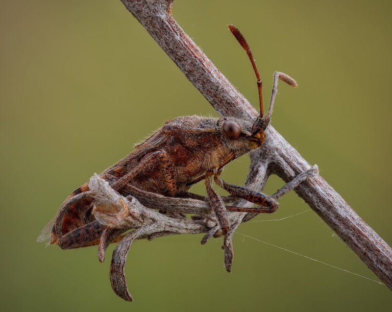 Клопик фото превью