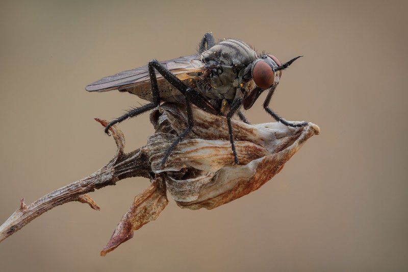 **-** фото превью