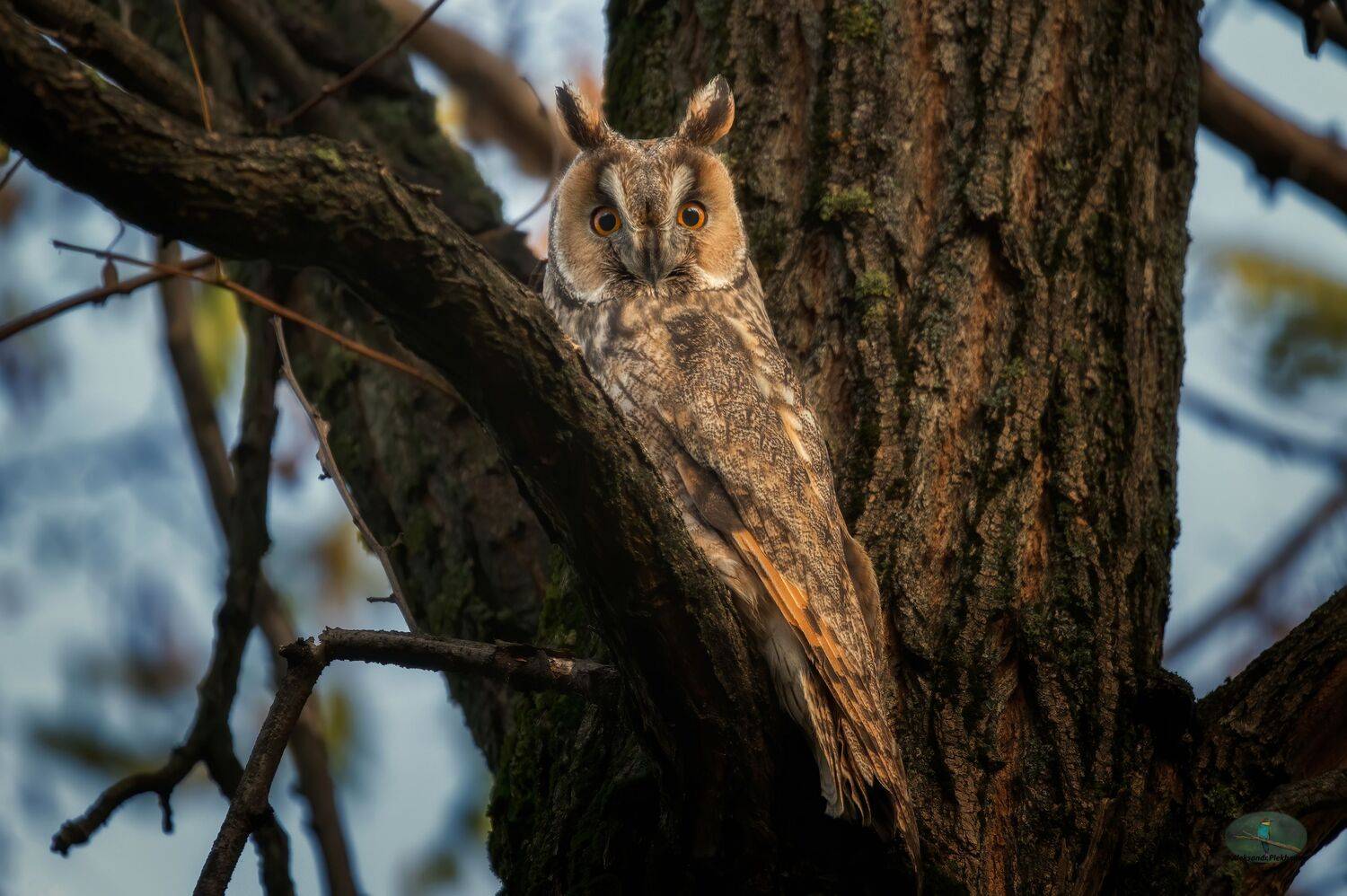 wildlife, Plekhanov Alexander